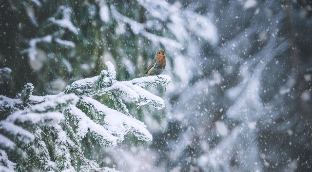 Winterliche Schneelandschaft