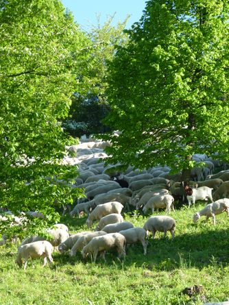 Schafe in der Landschaftspflege 